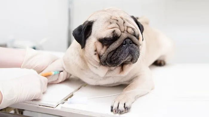 Brainerd Animal Hospital Picture 7