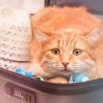 How to Reduce Stress for Cats During Travel