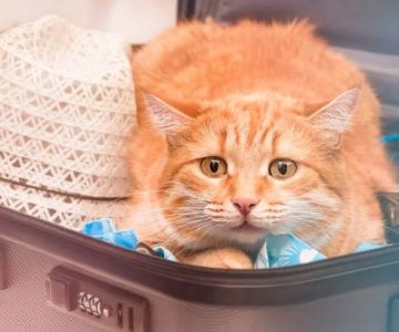 How to Reduce Stress for Cats During Travel