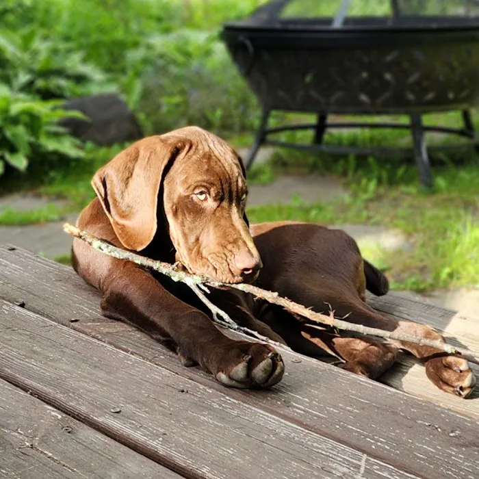 Pequot Lakes Animal Hospital Picture 4