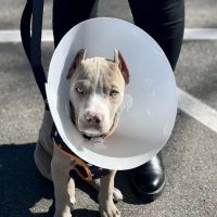 Powell Veterinary Service, Inc. ico