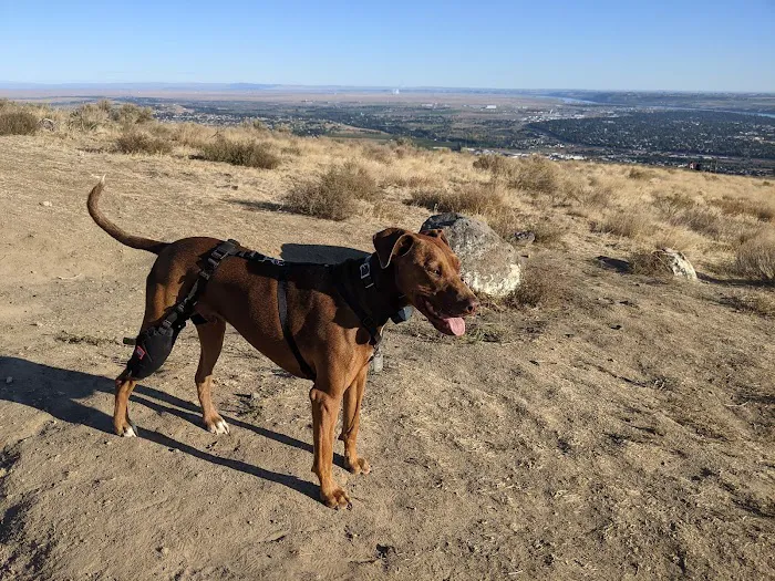 MuttKnee Brace Picture 4