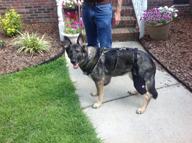 MuttKnee Brace Picture 10