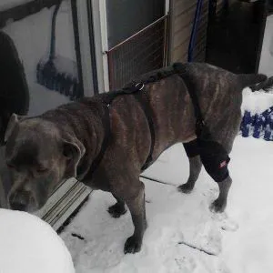 MuttKnee Brace Picture 8