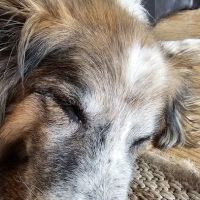 Laporte Animal Clinic ico
