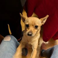 Northside Veterinary Hospital ico