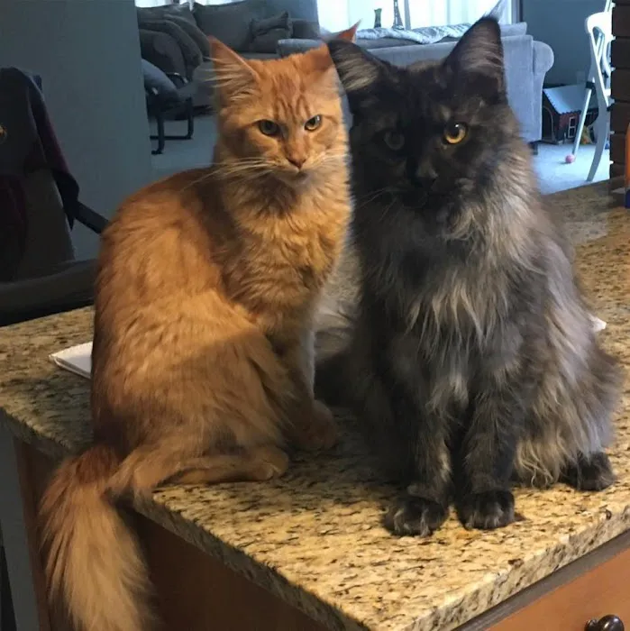 Mitten Maine Coons Picture 1