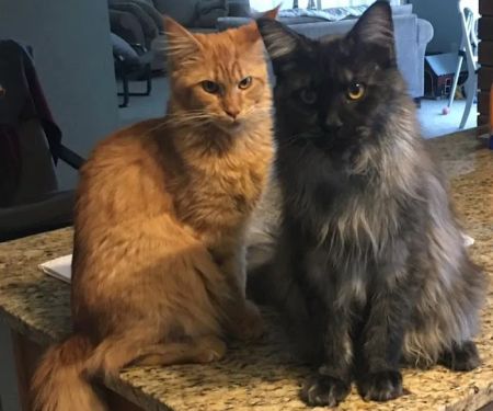 Mitten Maine Coons