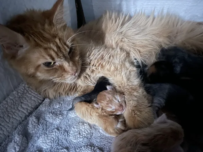 Mitten Maine Coons Picture 2