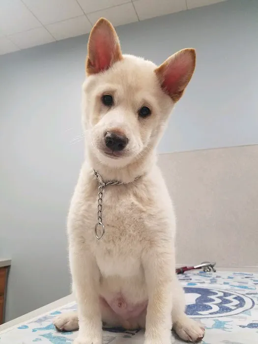 Lakeshore Animal Hospital Picture 4
