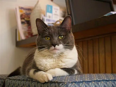 Lakeshore Animal Hospital Picture 2