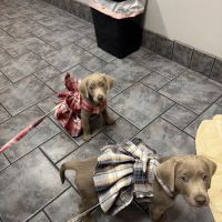 Lakeshore Animal Hospital ico