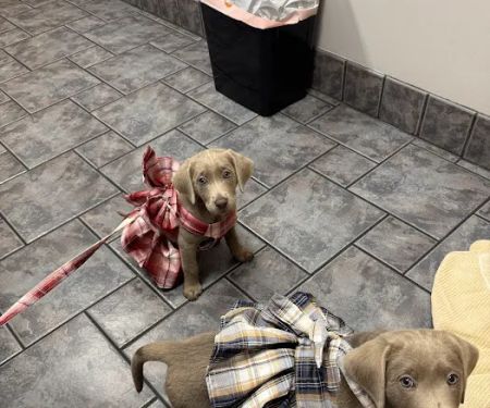 Lakeshore Animal Hospital