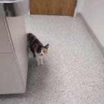 Animal Clinic of Muskegon