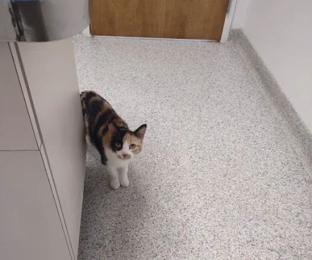 Animal Clinic of Muskegon