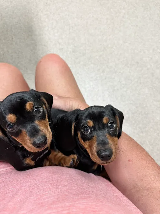 Glenpark Animal Hospital Picture 3