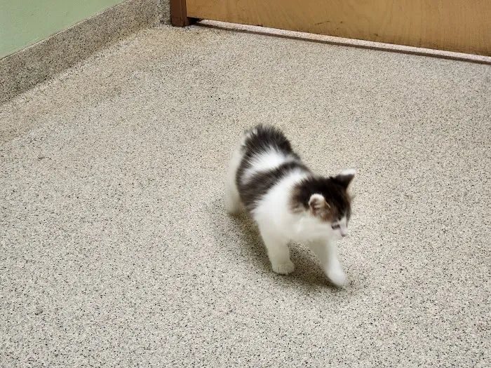 Glenpark Animal Hospital Picture 5
