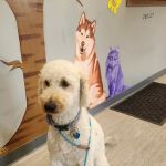 Big Lake Community Animal Clinic