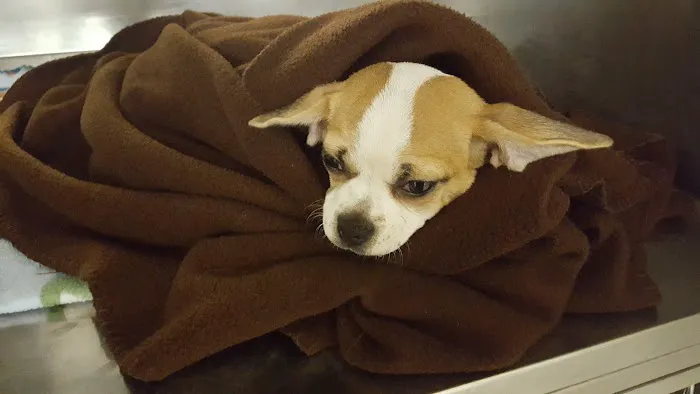 Grace Animal Hospital Picture 1