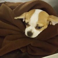 Grace Animal Hospital ico