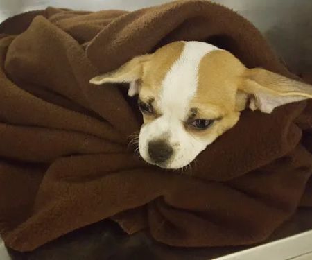 Grace Animal Hospital