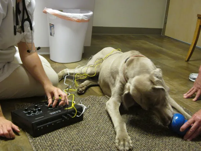 Grace Animal Hospital Picture 4