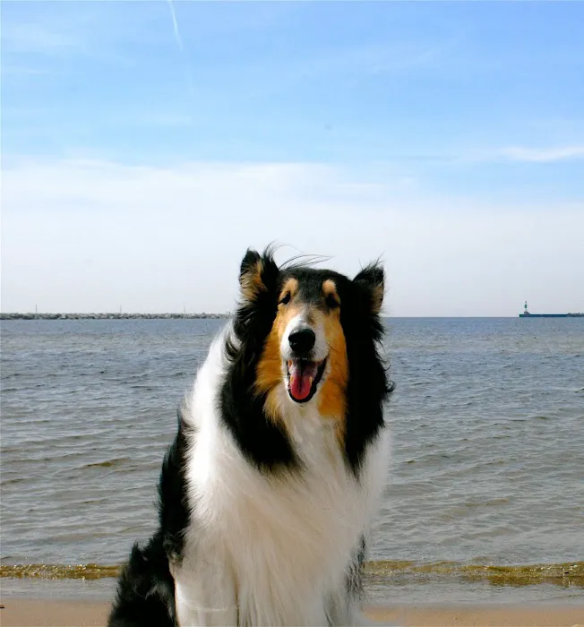 Grace Animal Hospital Picture 6