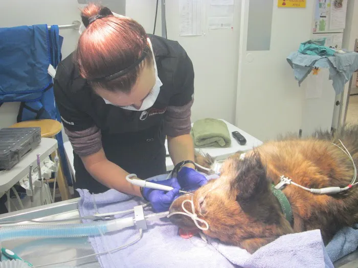 Grace Animal Hospital Picture 2