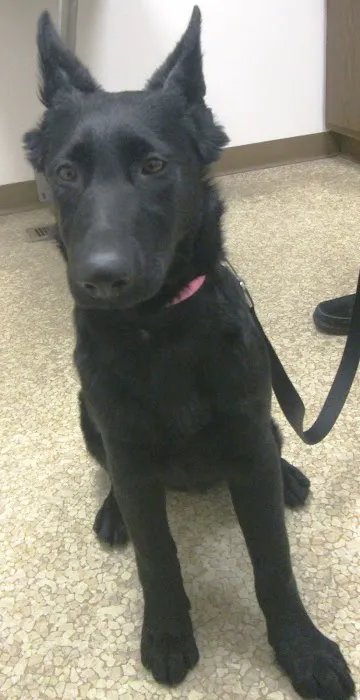 Grace Animal Hospital Picture 9
