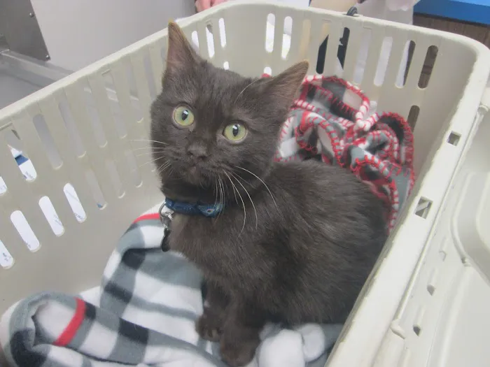 Grace Animal Hospital Picture 8