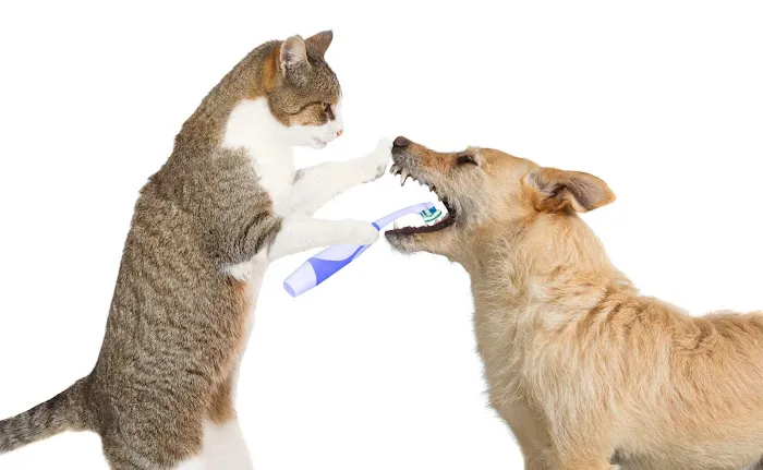 Grace Animal Hospital Picture 7