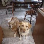 Faith Animal Care