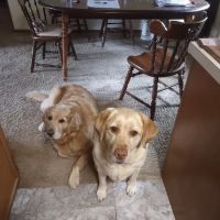 Faith Animal Care ico