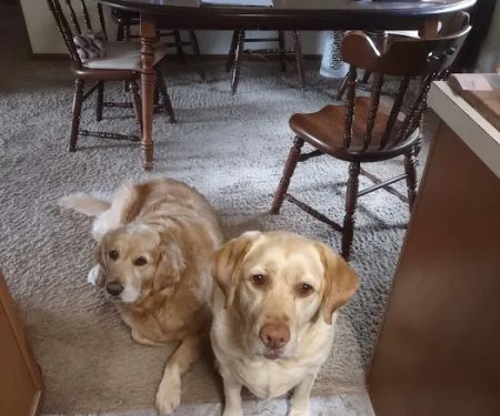 Faith Animal Care