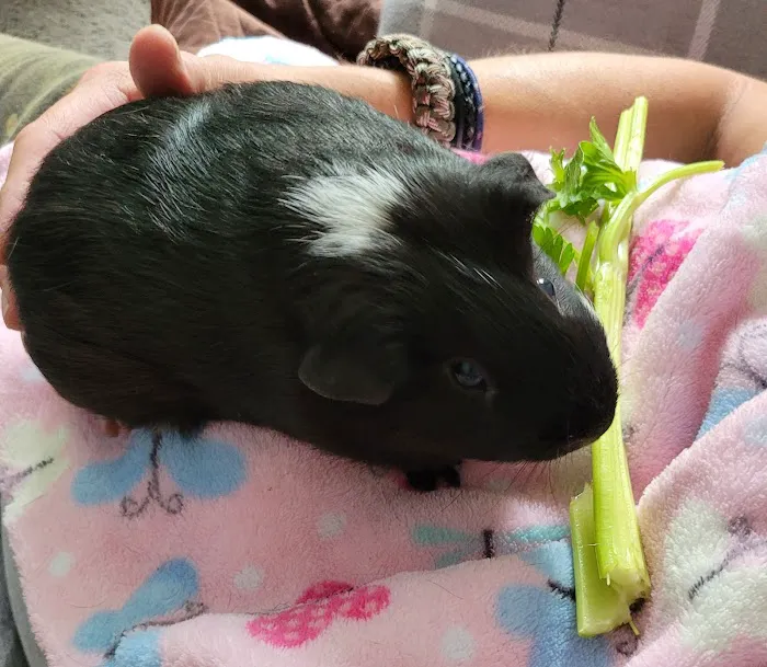 Faith Animal Care Picture 4