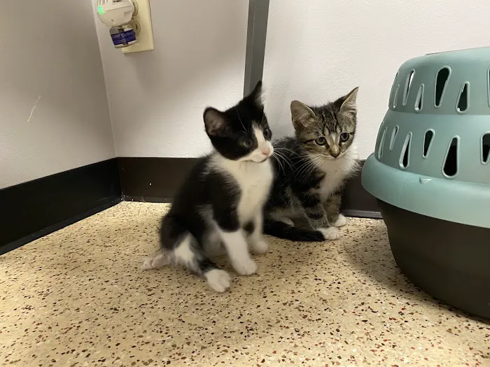 Faith Animal Care Picture 3