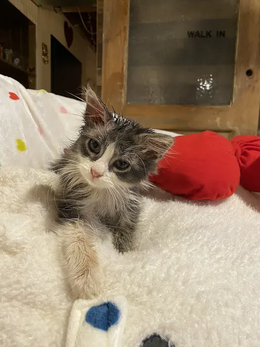 Faith Animal Care Picture 5