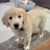 Dunstan Animal Care Clinic ico