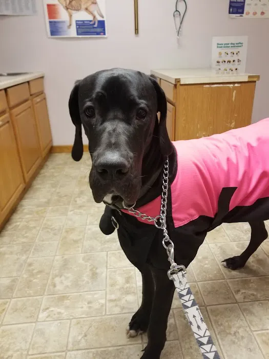 Companion Animal Veterinary Service Picture 1