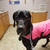 Companion Animal Veterinary Service ico