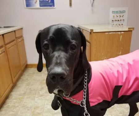 Companion Animal Veterinary Service