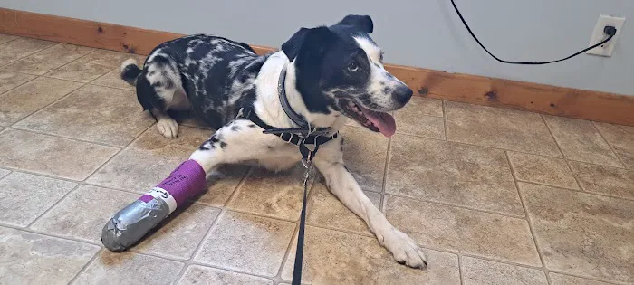 Companion Animal Veterinary Service Picture 9