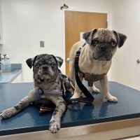 Hart Animal Clinic ico