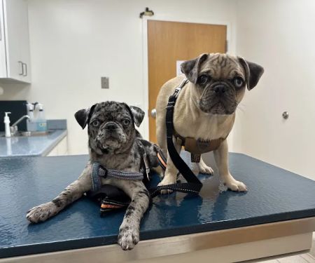 Hart Animal Clinic