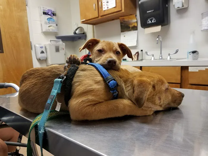 Fort Gordon Veterinary Treatment Facility Picture 6