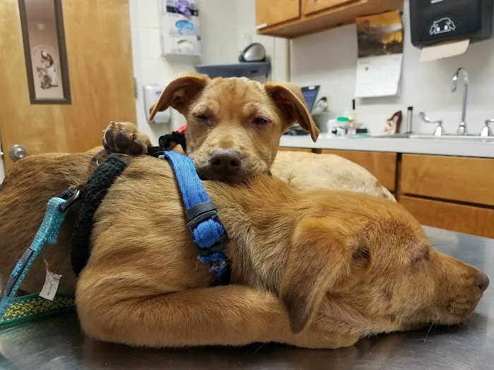 Fort Gordon Veterinary Treatment Facility Picture 7
