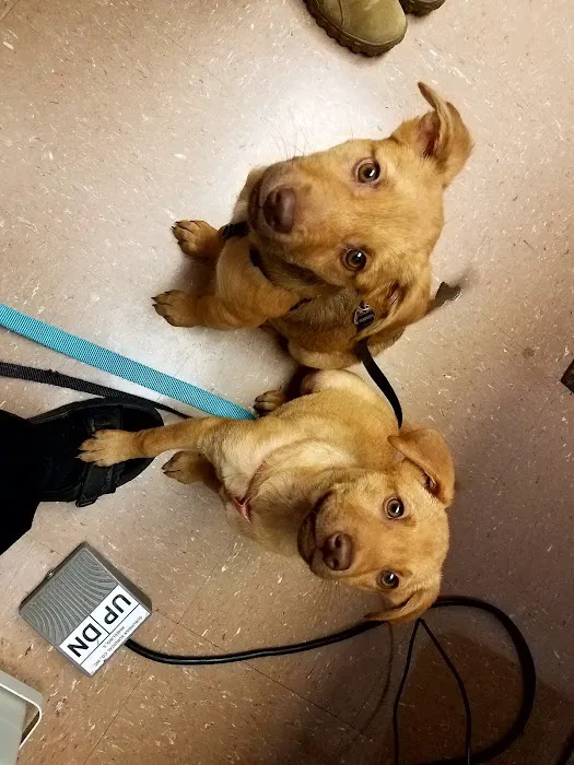 Fort Gordon Veterinary Treatment Facility Picture 8