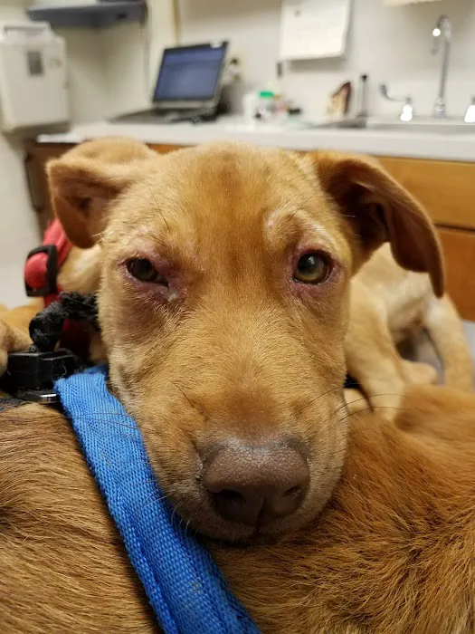Fort Gordon Veterinary Treatment Facility Picture 9