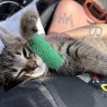 Grove Veterinary Practice