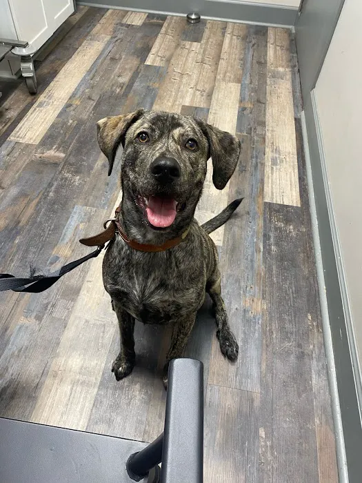 Dogwood Park Animal Clinic Picture 1